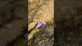 Vibrant Marine Flatworm Spotted During Low Tide Exploration [upl. by Leverett]