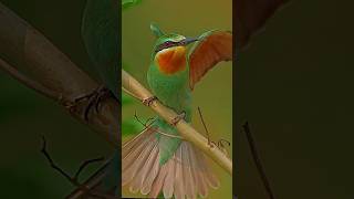 Blue checked bee eater birds birdwatchinglife lovebirds nature birdwatching lovesigns love [upl. by Atinuj681]