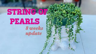 How to Propagate String of Pearls  Succulent water and soil Propagation [upl. by Ellehcen289]