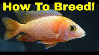 How to Breed Peacock Cichlids [upl. by Barny]