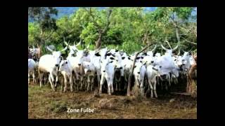 fulbe laide sudan [upl. by Simon]