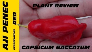 âŸ¹ Aji Penec Pepper  capsicum baccatum [upl. by Rodrick]