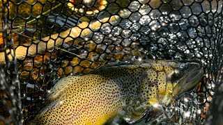 Losing my net on my PB wild brown [upl. by Argent225]