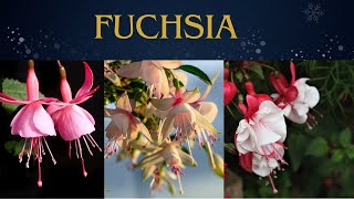 FUCHSIA  All About Fuchsia Flower  Information About Unique Flowers  Natures Beauty [upl. by Rivkah]