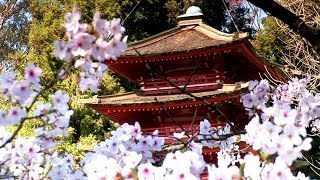 Zen Garden  Cherry Blossoms Mindfulness Relaxation amp Meditation  50 minutes [upl. by Aelaza]