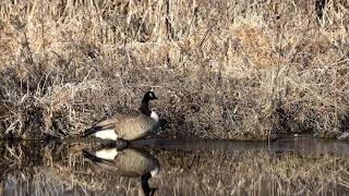 Canada Goose Sounds  1 hours a Goose Sounds effects and goose calls  Goose Honking Sound Effect [upl. by Annoyt]