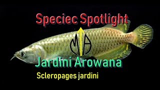 Scleropages jardini Jardini Arowana  Species Spotlight [upl. by Adela]