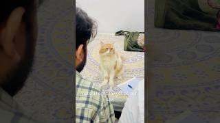 Billu is very clever😱🤣catcomedy cat billucat sajidcat comedy billicomedy funny catlover [upl. by Nyletak]