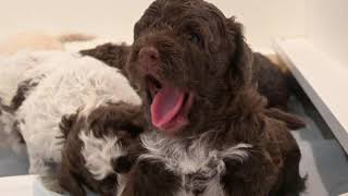 Lagotto Puppies Discovering their world [upl. by Alel645]