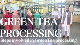 Green tea Processing at NTHRI ShinkariComplete processProfDrGhulam Mujtaba Shah [upl. by Akihsay322]