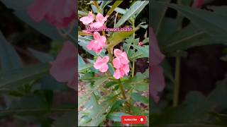 Balsam flower plant shorts viralshort shrtsfeed Chikahomegarden [upl. by Olzsal559]