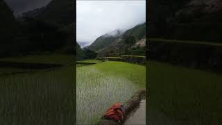 Bulbule Talaimashortvedioviral New Nepali Song [upl. by Eedya5]