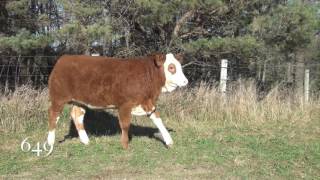 Brink Fleckvieh Simmental 2016 Female Offering [upl. by Htebazile]