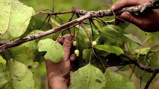 Intraceuticals Kakadu Plum The Super Antioxidant [upl. by Pomfrey616]