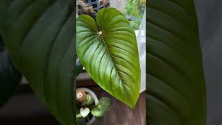 Philodendron Serpens [upl. by Jojo683]