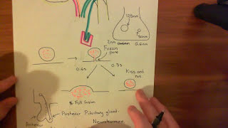 SNARE Proteins Part 9 [upl. by Rebma741]