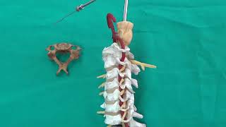 Cervical vertebrae 3 Anatomi İnsan Anatomisi TUS DUS SBF Soru çözümü Arasınav Final Sınavı [upl. by Purse]