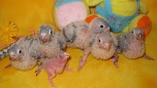 Yellow sided and Pineapple Green Cheek Conures [upl. by Ronyar921]