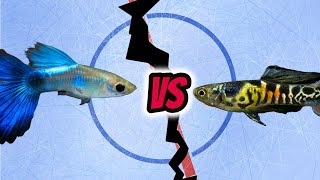 Aquarium Fish Faceoff Endler vs Guppy [upl. by Aliuqahs]