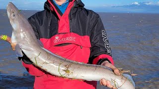 Sea Fishing Brean Down Bristol Channel  Rays and Conger [upl. by Sandro]