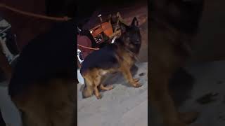 rap hiphop punjabi music automobile germanshepherd shepherdmix musicgenre doglover gsdmix [upl. by Ardnuat]