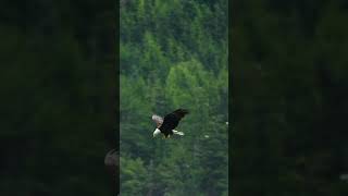 An EAGLE eating a fish while flying [upl. by Nehgam944]