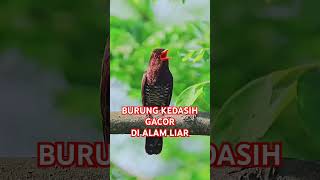 Burung kedasih gacor [upl. by Januisz236]