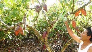 EXTRAÑA AVE SE CAMUFLA EN UNA PLANTA DE CACAO Y HASTA TIENE NIDO [upl. by Nav]