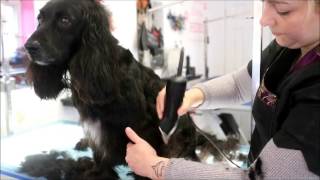 HOW TO DO A WORKING COCKER SPANIEL [upl. by Yanarp]