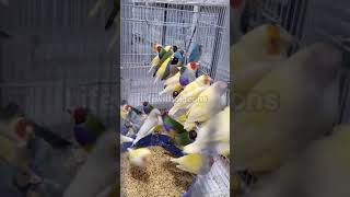 Gouldian Finch pets pigeon finch [upl. by Oderfliw]