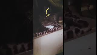 Bye Byefunny perserkatze katze kitten lustig cute pets [upl. by Johathan858]