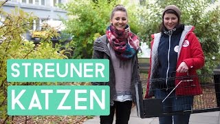 Streunerkatzen Kastration Unterwegs mit Vier Pfoten [upl. by Eiramadnil]