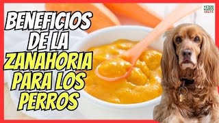 🔴 BENEFICIOS DE LA ZANAHORIA Y LA CALABAZA PARA LOS PERROS 🥕 [upl. by Saduj719]