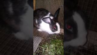 Cute Dutch Rabbit rabbit rabbitry cuteanimal rabbitfarming [upl. by Eittap]