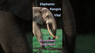 The Keystone Role of Forest Elephants in Kangos Rainforests elephant rain forest  Congo animals [upl. by Mckeon]