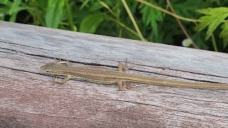 줄장지뱀 Takydromus wolteri lizard [upl. by Oap990]