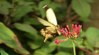 African Swallowtail Mocker Swallowtail or Flying Handkerchief Papilio dardanus Ƹ̵̡Ӝ̵̨̄Ʒ [upl. by Isnyl]