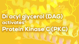 Di acyl glycerol DAG activates protein Kinase C  DAG  PKC  G Protein [upl. by Ursas369]