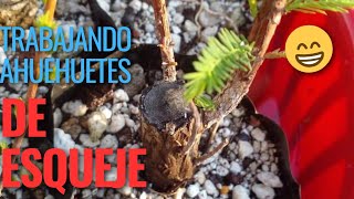 trabajando Ahuehuetes de esqueje para bonsai bonsai ahuehuete [upl. by Atteniuq]