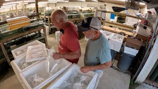 Huge Lake Tanganyika Import Shipment WildCaught African Cichlids Unpacking At The Farm [upl. by Babby]