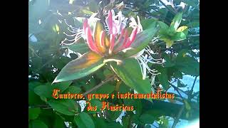 760 Cantores grupos e instrumentalistas das Americas USA [upl. by Shaffer]