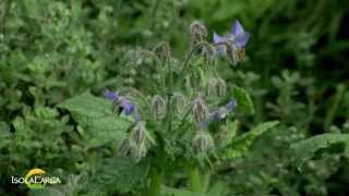 Borago officinalis [upl. by Severn]