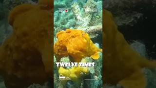 Worlds Fastest Bite How the Frogfish Tricks Its Prey [upl. by Litt]