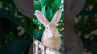 Rabbit vs mouse comedy seans🥰🤪🐰🐇🐁 ytshorts trending viralshort trend [upl. by Ayekin]