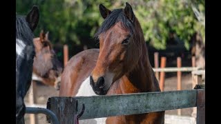 Ranch in Port Albernis Cherry Creek [upl. by Boak422]