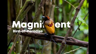 Magnificent birdofparadise Cicinnurus magnificus  in West Papua [upl. by Woolcott]