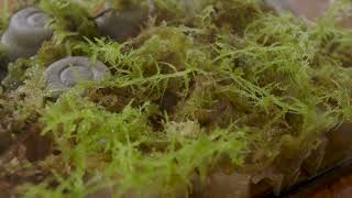 Setting Up A Moss Terrarium  Growing Sphagnum Moss [upl. by Karlen]