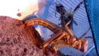 Locust shedding its skin [upl. by Vitek]