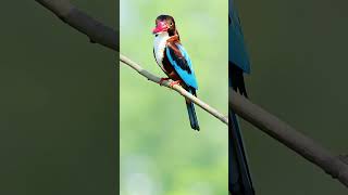 White throated Kingfisher birdwatching wildlife whitebird [upl. by Ryhpez]