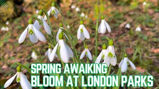 Spring Awakening Bloom at London Parks 2024  4K [upl. by Artenehs251]